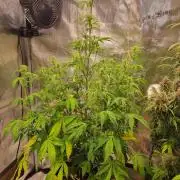 Purple Haze Auto #14 #02