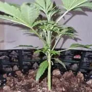 GodFeather OG F1 Auto (First) #18 #03