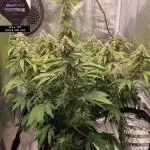 My Zoe Report - Black Orchid Auto #3