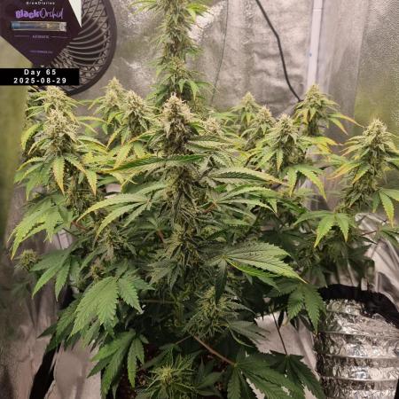 My Zoe Report - Black Orchid Auto #3
