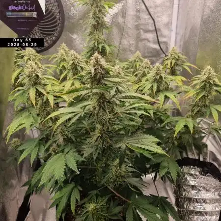 My Zoe Report - Black Orchid Auto #3