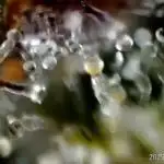 My Zoe Report - Black Orchid Auto