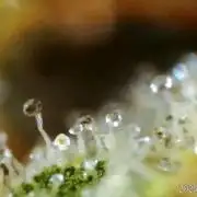 My Zoe Wurlz F1 Hybrid  Auto (Zamnesia)