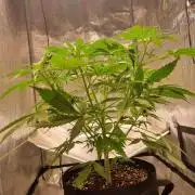 My Zoe Purple Queen Automatic (RQS)