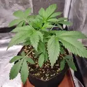 Purple Haze Auto #13 #01