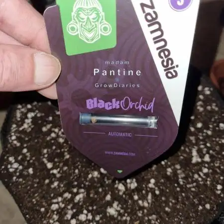 My Zoe Report - Black Orchid Auto