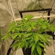 My Zoe Purple Queen Automatic (RQS)