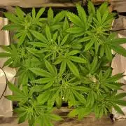 My Zoe Purple Queen Automatic (RQS)