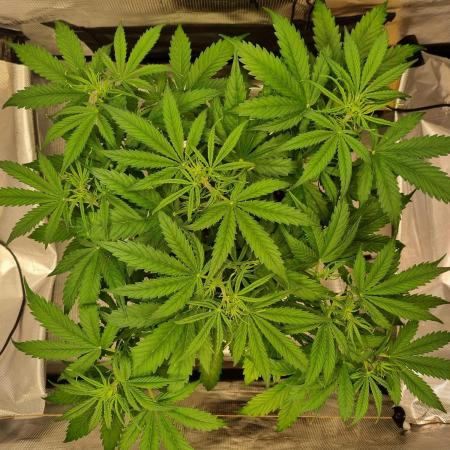 My Zoe Purple Queen Automatic (RQS)