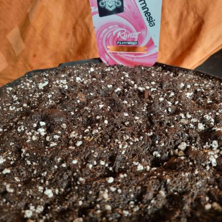 My Zoe Runtz F1 Hybrid Auto (Zamnesia)