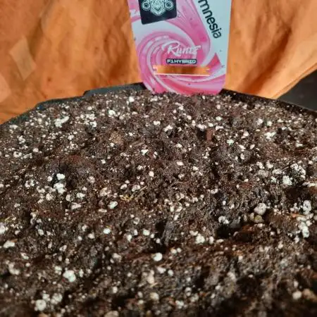 My Zoe Runtz F1 Hybrid Auto (Zamnesia)