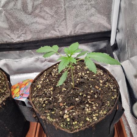 Purple Haze Auto #13 #01