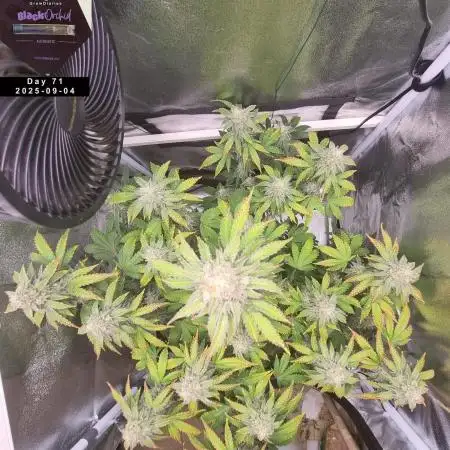My Zoe Report - Black Orchid Auto #3