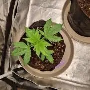GodFeather OG F1 Auto (First) #17 #02