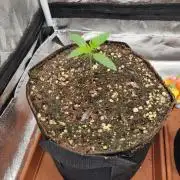 Purple Haze Auto #14 #02