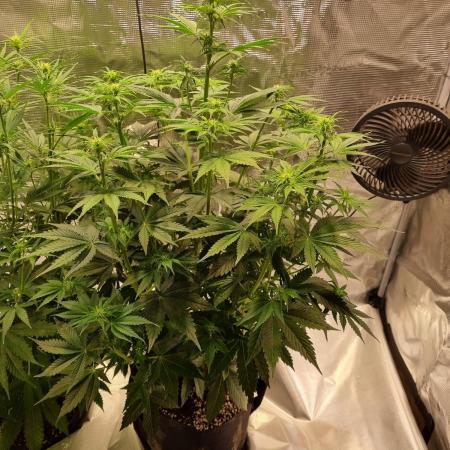 My Zoe Runtz F1 Hybrid Auto (Zamnesia)