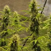 My Zoe Purple Queen Automatic (RQS)