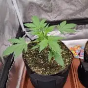 Purple Haze Auto #14 #02