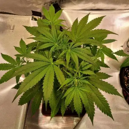 My Zoe Wurlz F1 Hybrid  Auto (Zamnesia)