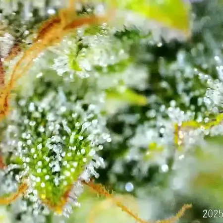 My Zoe Report - Black Orchid Auto