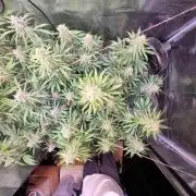 My Zoe Runtz F1 Hybrid Auto (Zamnesia)