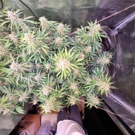 My Zoe Runtz F1 Hybrid Auto (Zamnesia)