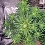 My Zoe Wurlz F1 Hybrid  Auto (Zamnesia)