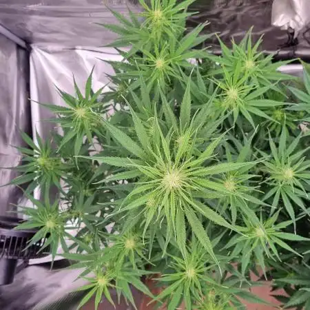 My Zoe Wurlz F1 Hybrid  Auto (Zamnesia)