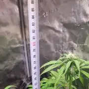 GodFeather OG F1 Auto (First) #17 #02