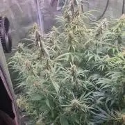 My Zoe Wurlz F1 Hybrid  Auto (Zamnesia)