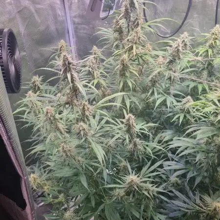 My Zoe Wurlz F1 Hybrid  Auto (Zamnesia)