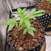 GodFeather OG F1 Auto (First) #18 #03