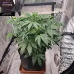 My Zoe Report - Black Orchid Auto #3