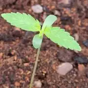 GodFeather OG F1 Auto (First) #19 #04