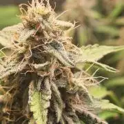 GodFeather OG F1 Auto (First) #16 #01