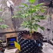 GodFeather OG F1 Auto (First) #19 #04