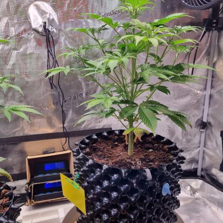 GodFeather OG F1 Auto (First) #19 #04