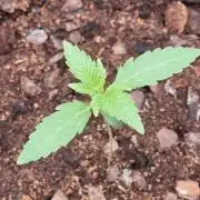 GodFeather OG F1 Auto (First) #19 #04