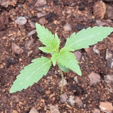 GodFeather OG F1 Auto (First) #19 #04