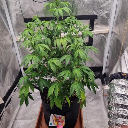 Purple Haze Auto #13 #01