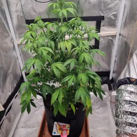 Purple Haze Auto #13 #01