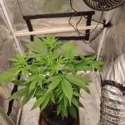 My Zoe Purple Queen Automatic (RQS)