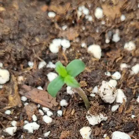 My Zoe Runtz F1 Hybrid Auto (Zamnesia)