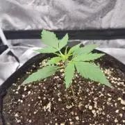 My Zoe Purple Queen Automatic (RQS)