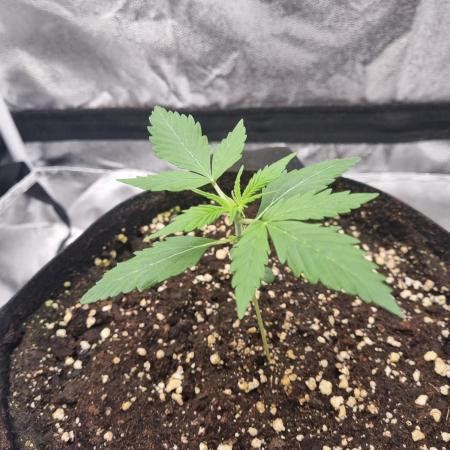 My Zoe Purple Queen Automatic (RQS)