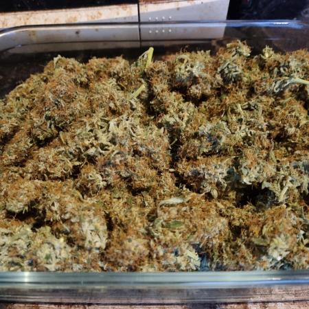 My Zoe Runtz F1 Hybrid Auto (Zamnesia)