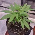 My Zoe Wurlz F1 Hybrid  Auto (Zamnesia)