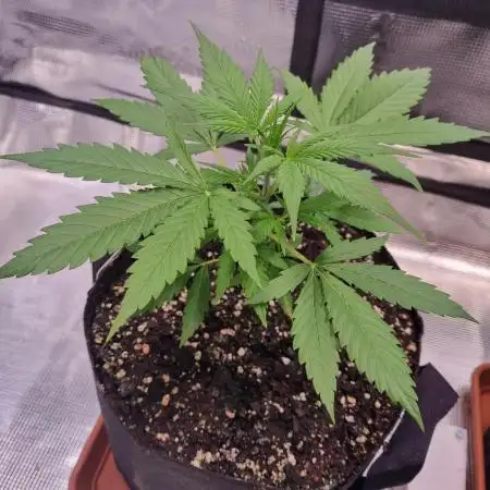 My Zoe Wurlz F1 Hybrid  Auto (Zamnesia)