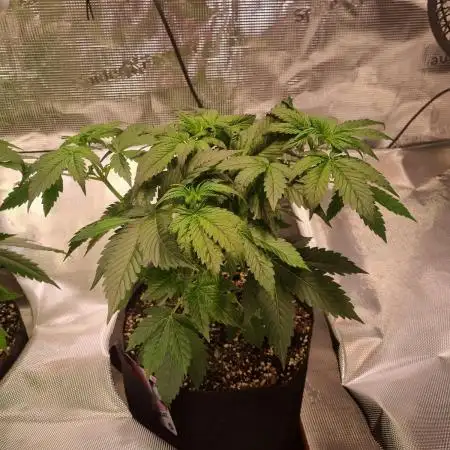 My Zoe Runtz F1 Hybrid Auto (Zamnesia)