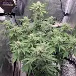 My Zoe Report - Black Orchid Auto #3